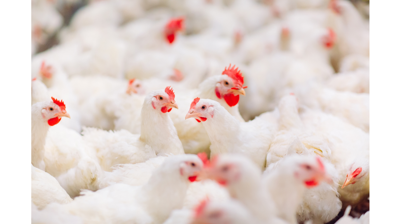 Pollos Inva Pollo Fleming - Un Pollo de Familia | Productos Avícolas Frescos en RD